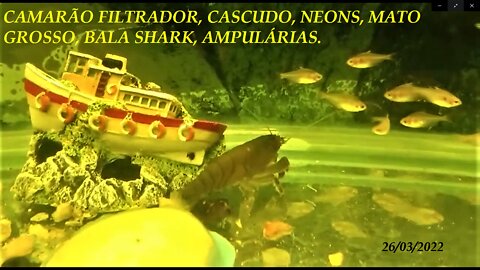 FILTER SHRIMP, CASCUDO, BALLA SHARK, NEONS, MATO GROSSO, AMPULÁRIAS