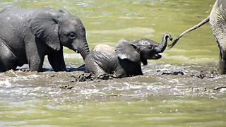 Cute Baby Elephant Stumbles through river crossing