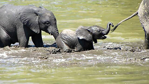 Cute Baby Elephant Stumbles through river crossing