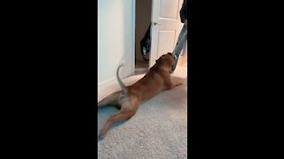 MASSIVE Pit Bull plays “lazy tug of war” 🦁😆