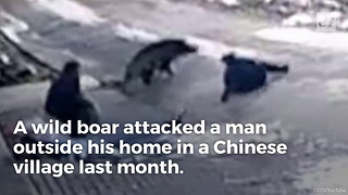 Watch What Happens When Boar Attacks Disarmed Village