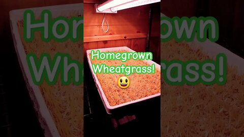 Growing wheatgrass at home! #shorts #short #wheatgrass