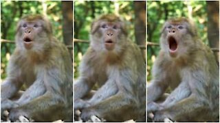 Le divertenti espressioni di un macaco