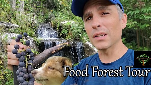 Permaculture Food Forest Tour - August, 2023. What's growing now?