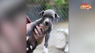 SPCA Tampa Bay | Morning Blend