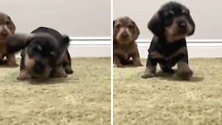 Owner shares adorable video of her newly adopted puppy