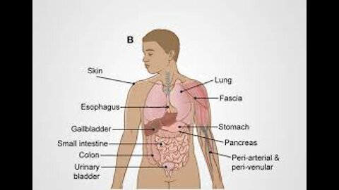 Học Tiếng Anh: Cơ Thể Con Người P2 - Human Anatomy P2