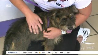 Pet of the Week: Koby