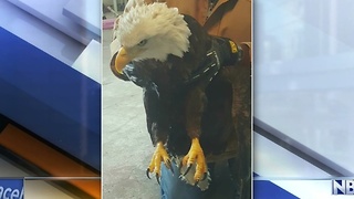 Eagle rescued