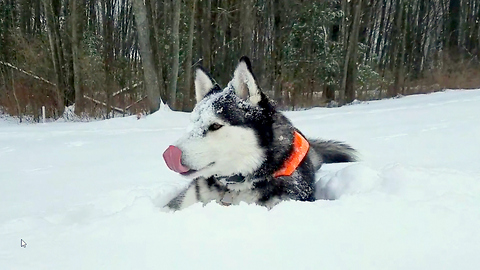Cute Siberian Husky Max Go Crazy during First Winter Storm 2017