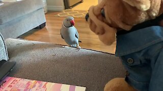 This parrot loves his bear so much that he can't stop kissing it