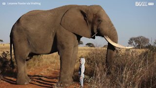 Criança corajosa se aproxima de enorme elefante