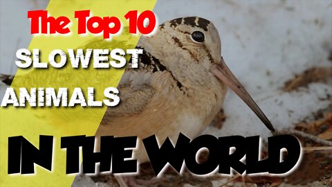 The 10 Slowest Animals in the World You will be surprised