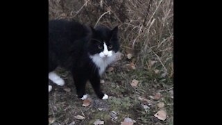 Tuxedo Cat visits for affection