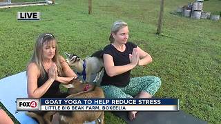 Reduce stress with goat yoga