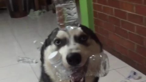 Dog forced to balance water bottle after making mess