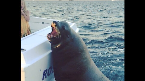 Giant sea lions board fishing boat to ask for snacks