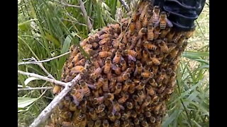 I Found a Bee Swarm!!