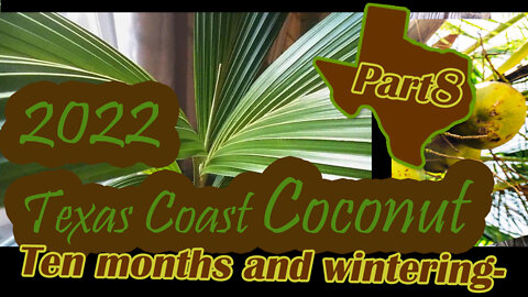 Texas Coast Coconut Winter Indoors - Part 8