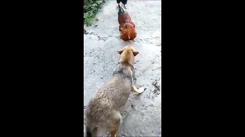 Funny dog videos 😂