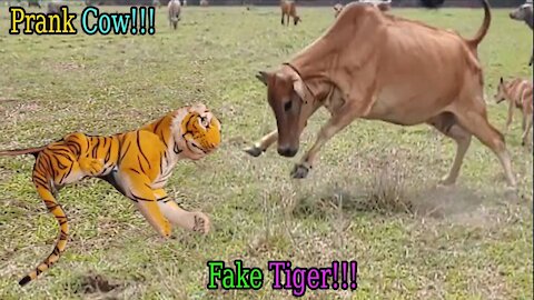 Wow Video on Fake Tiger Prank Cow Try To Stop Laugh 2021