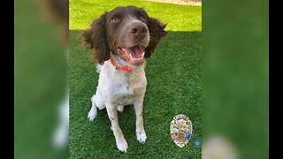 Henderson Police Department K-9 officer has died unexpectedly