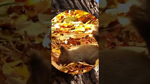 Squirrel Shenanigans: Adorable Backyard Friends in Action! 🐿️ 🌳