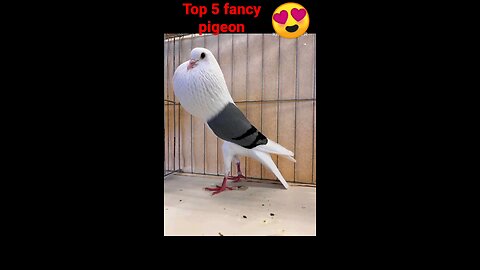 Top 5 fancy pigeon note for sale #pigeon #viral #top #video #kabutar