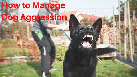 How to Manage Dog Aggression | How to Eliminate Dog Reactivity on the Leash.