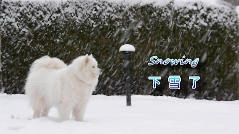 It’s snowing\Samoyed\Smiling Dog Senba