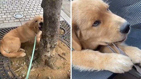 Adorable Golden Retriever holds random things in his mouth