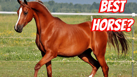 The Most Beautiful Horse To Own!