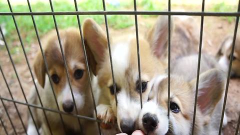 When corgi puppies attack, no finger is safe!