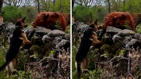 This Cow And German Shepherd Have Become Instant Friends