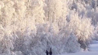 Caught on camera! Moose take peaceful stroll through snowy forest in Alaska - ABC15 Digital