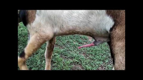 New animals goat metting super goat