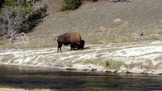 Bison in the Upper Geyser Basin of Yellowstone