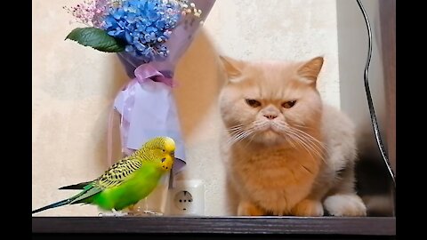 Кот и птица, милые животные #193
