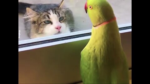 My Parrot is Playing Peek-a-Boo with my Neighbors Cat