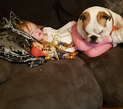 English Bulldogs preciously watch over sleeping girl