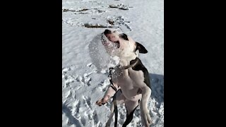 Slo-mo Pitbull Loving Her Snowball Fights