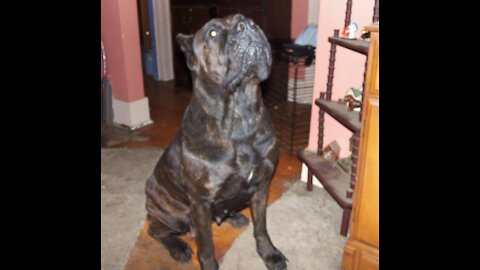 Training my dog (Cane Corso)