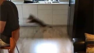 Gatinha dá salto “ninja” nas costas do seu dono