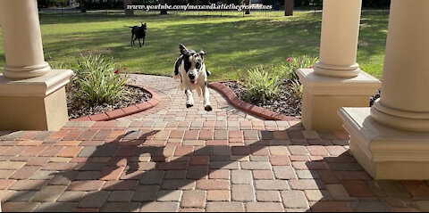 Joyful Great Dane Gives A Flying Zoomie Greeting