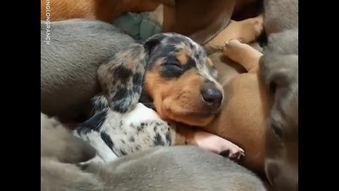 Naptime for these sausage dog pups