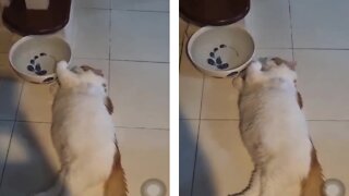 Cat Drinks Water In The Laziest Possible Way