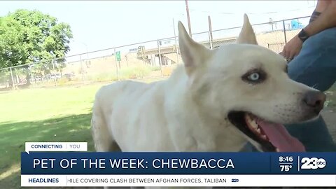 Pet of the Week: Chewbacca