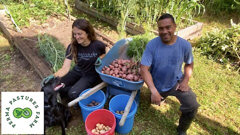 Potato Harvest!!