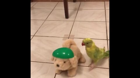 Parrot thinks this toy dog is real, can't stop kissing and talking to it