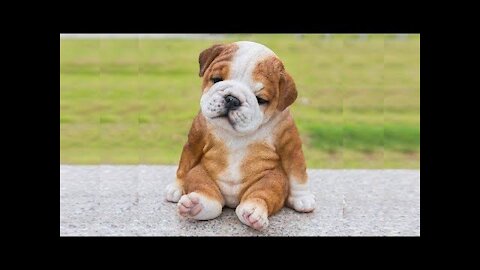 Cute Puppies 😍 Recopilación de perros lindos, divertidos e inteligentes | Lindo amigable